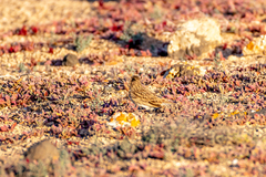 Alaudala rufescens