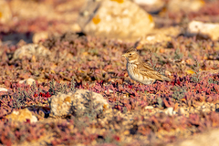 Alaudala rufescens