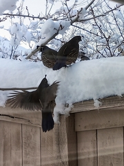 Callipepla californica