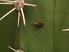 Ulidiidae