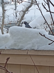 Callipepla californica