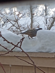 Callipepla californica