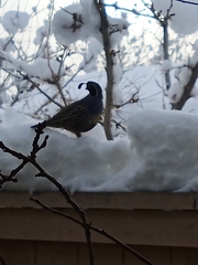 Callipepla californica