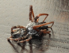 Megalostrata