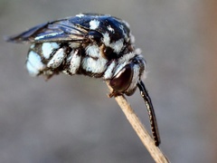 Thyreus caeruleopunctatus