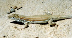 Acanthodactylus boskianus