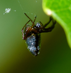Argyrodes antipodianus