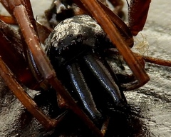 Megalostrata