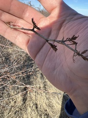 Mimosa aculeaticarpa