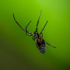 Argyrodes antipodianus
