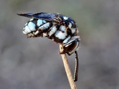 Thyreus caeruleopunctatus