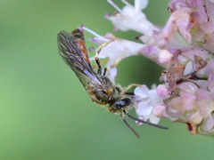 Sphecodogastra
