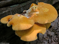 Buglossoporus quercinus