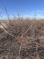 Mimosa aculeaticarpa