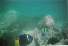 Holacanthus passer