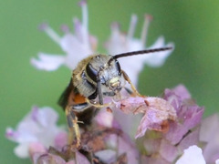 Sphecodogastra