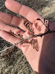 Mimosa aculeaticarpa