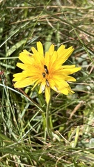 Microseris
