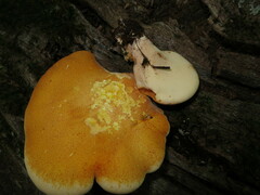 Buglossoporus quercinus