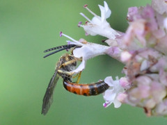 Sphecodogastra