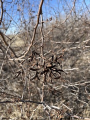 Mimosa aculeaticarpa