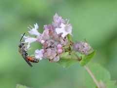 Sphecodogastra