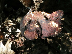 Buglossoporus quercinus