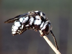 Thyreus caeruleopunctatus