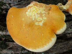 Buglossoporus quercinus