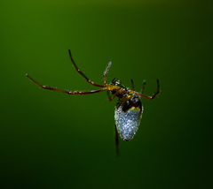 Argyrodes antipodianus