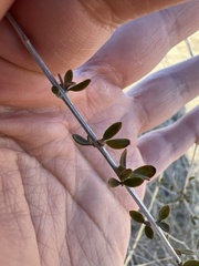 Aloysia gratissima
