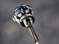 Thyreus caeruleopunctatus