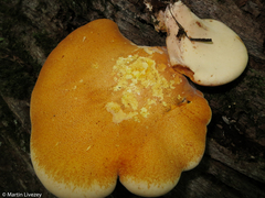 Buglossoporus quercinus