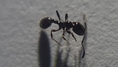 Chelaner antarcticus