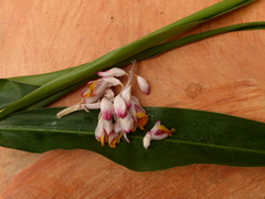 Alpinia zerumbet