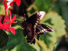 Battus polydamas polydamas