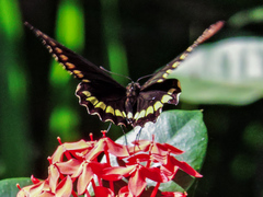 Battus polydamas polydamas