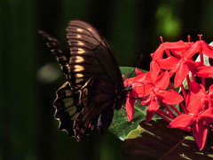 Battus polydamas polydamas