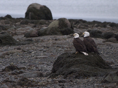 Haliaeetus leucocephalus washingtoniensis
