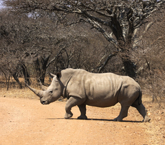 Ceratotherium simum simum