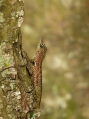 Anolis roquet