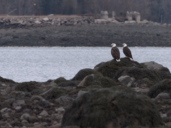Haliaeetus leucocephalus washingtoniensis
