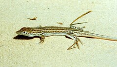 Acanthodactylus boskianus
