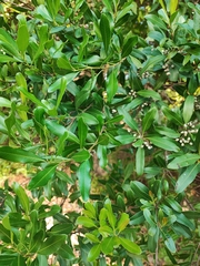 Lithraea brasiliensis