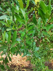 Lithraea brasiliensis