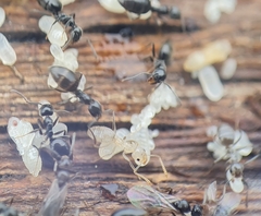 Technomyrmex jocosus