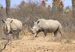 Ceratotherium simum simum