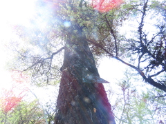 Nothofagus cliffortioides