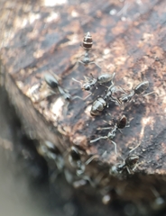 Technomyrmex jocosus