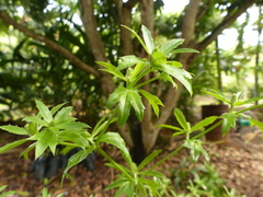 Eryngium foetidum